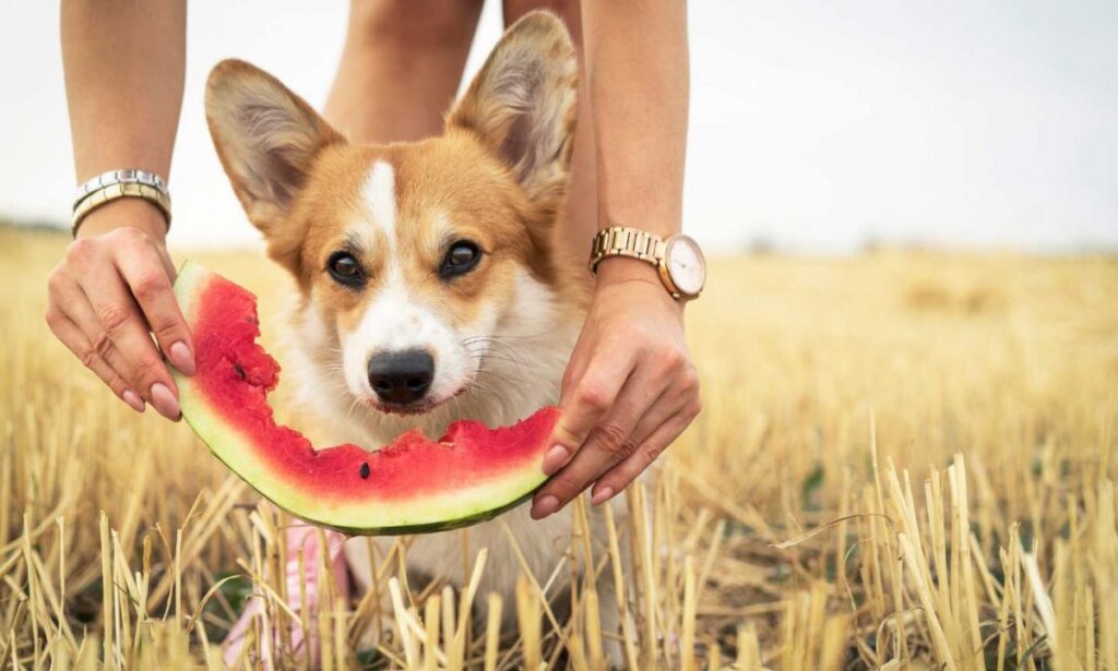 can-dogs-eat-watermelon-mongersmint