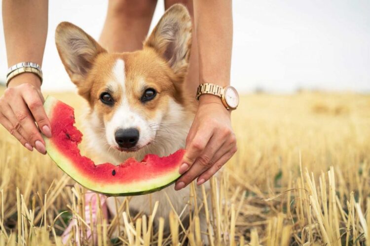 can-dogs-eat-watermelon-mongersmint